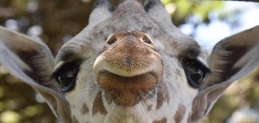 The Giraffe Is Out Of The Bag- Animal Adventure Park Near Binghamton Welcomes New Giraffe