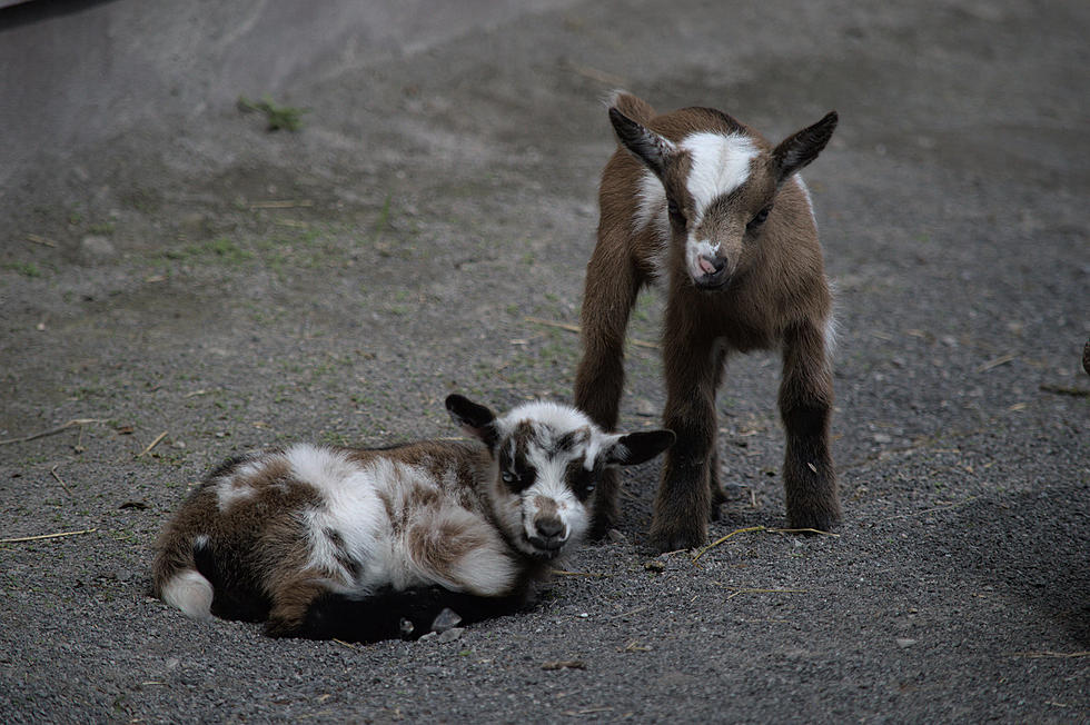 Cuteness Overload: Meet The Newest Kids at The Utica Zoo