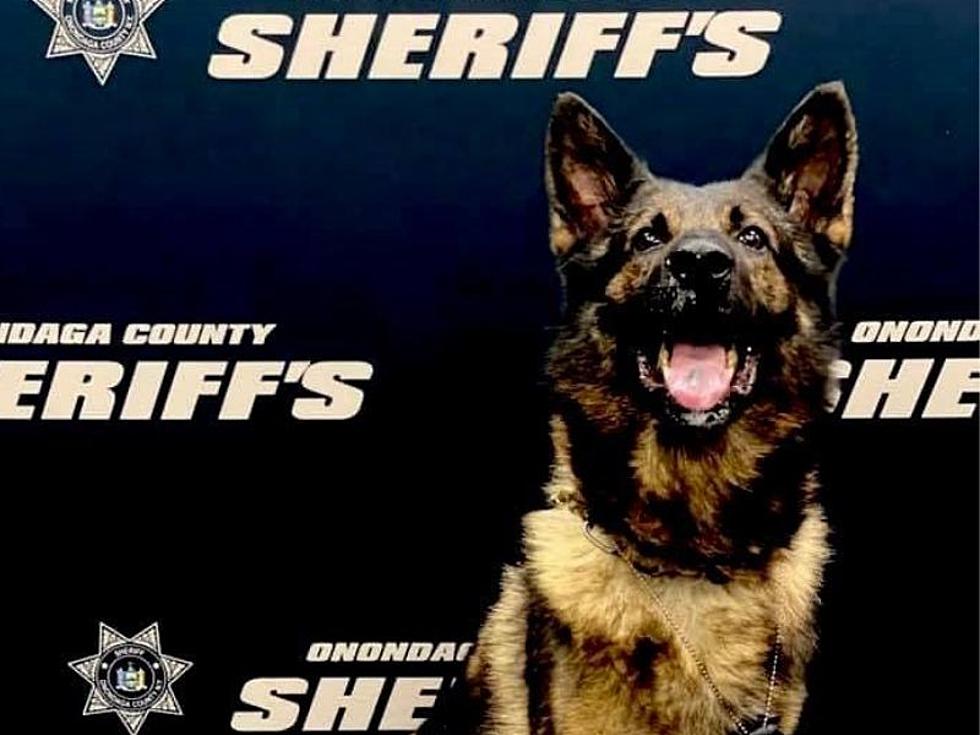 Onondaga County Sheriffs Celebrate Retirement of K9 Drago After Seven Years of Service