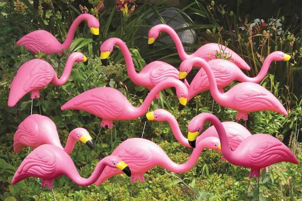Oneida County Lawns Are Getting Flocked, What Does That Mean?