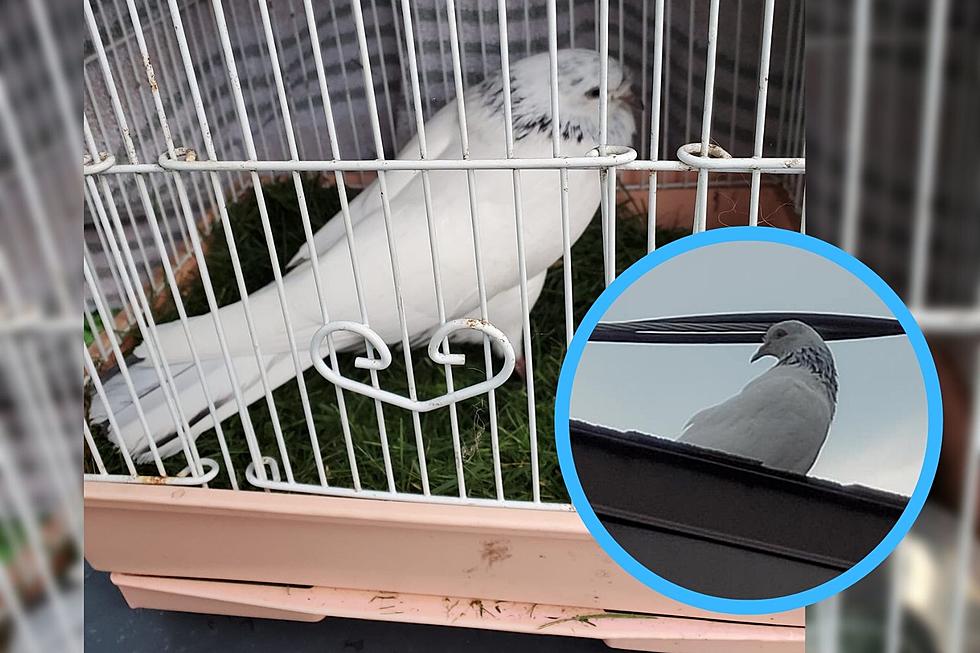 Do You Recognize This Lost Pigeon? It Was Found in Marcy, NY