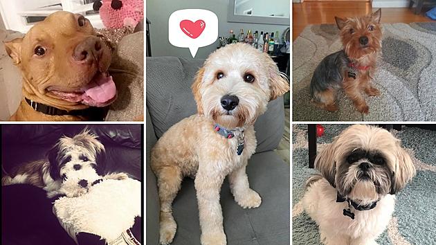 Could It Be Puppy Love? See The Dating Profiles of These Central NY Dogs