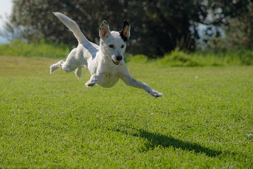 Grand Opening Of Roger J Skinner Memorial Dog Park In Herkimer