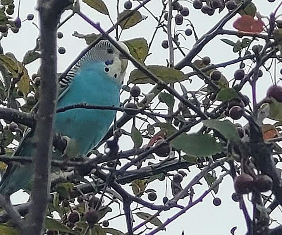 Are You Missing Your Pet Parakeet? One Was Spotted In The City Of Rome