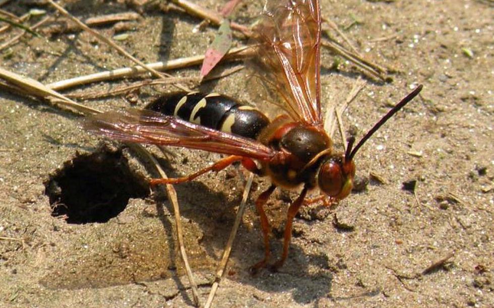 Good News, You Probably Didn't Find A Murder Hornet In Utica
