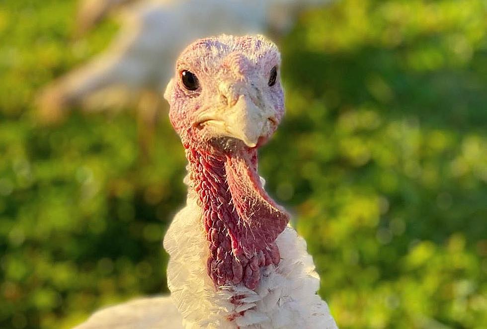 23 Upstate New York Farms To Buy Fresh Turkeys For Thanksgiving