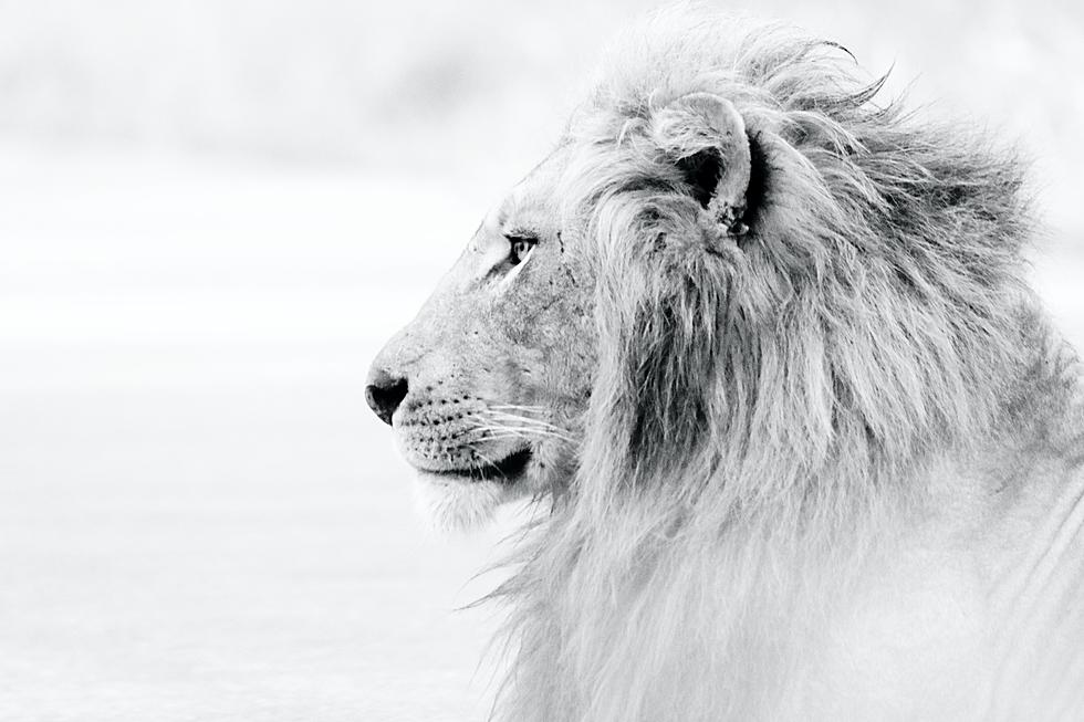 The Bizarre Reason One Woman In New York City Climbed In With The Lions At The Bronx Zoo