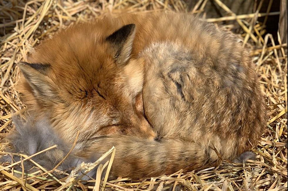 One Of Utica Zoo’s Beloved Red Foxes Has Passed Away