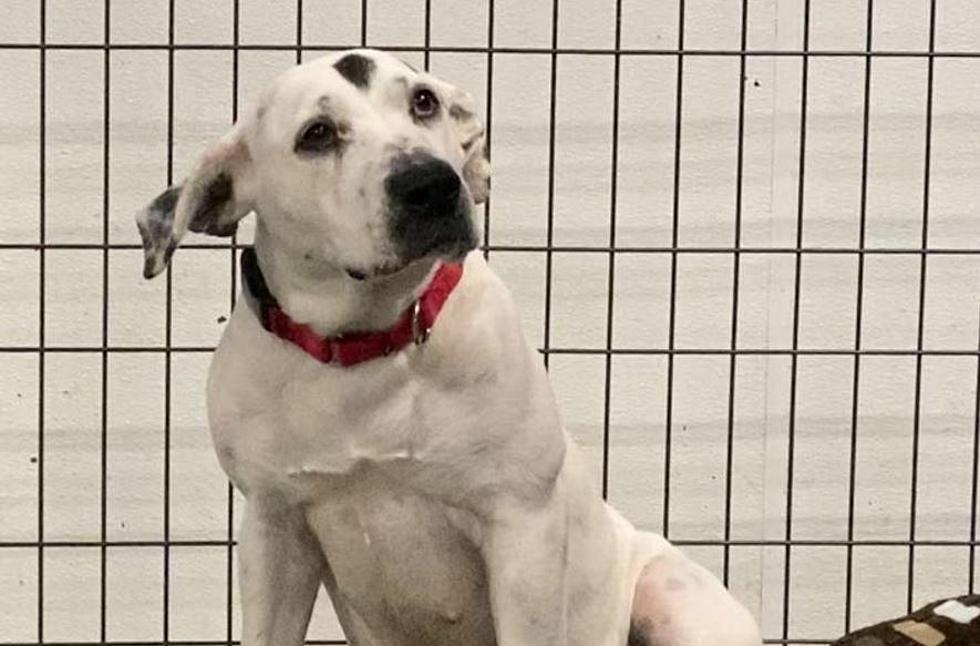 11 Dogs Around Utica And Rome NY Up For Adoption For Christmas