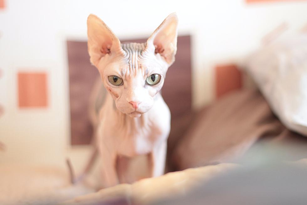 How Bizarre: Woman on Syracuse Flight Caught Breastfeeding Cat on Plane