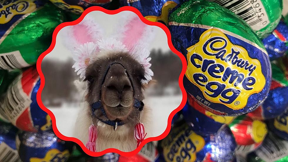 New York Grand Champion Llama Wants To Be Next Cadbury “Bunny”