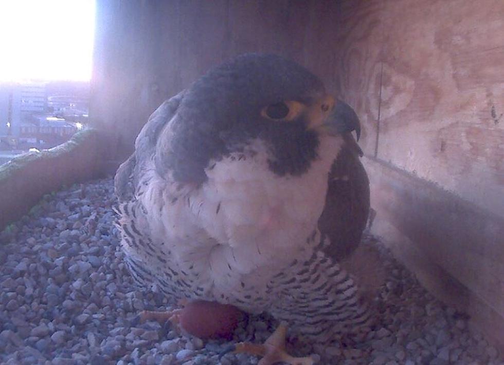 Peregrine Falcon Lays Egg In Nest 14 Stories Above Downtown Utica New York