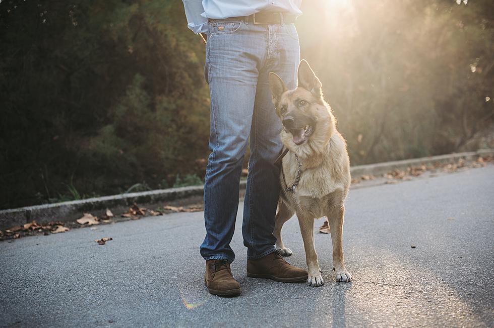 Open Letter: Why I’m Fuming Mad at Some Central NY Dog Owners