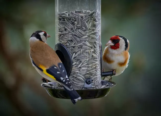 New Yorkers Need To Stop Filling Up Bird Feeders: Here&#8217;s Why