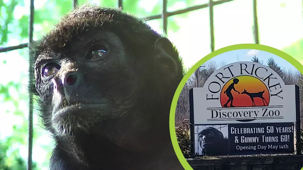 WOW: Rome, New York Homes The World&#8217;s Oldest Spider Monkey