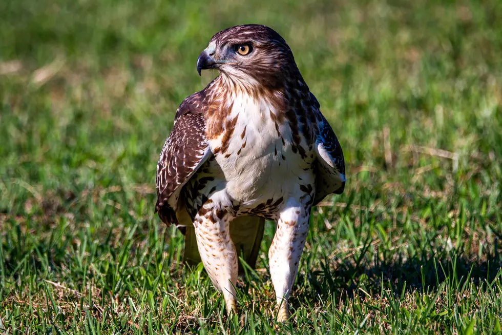 How Bizarre- One New York Hawk Has Attacked 17 Humans In 2 Years