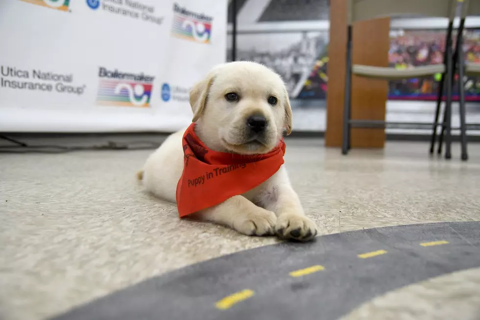 Utica New York’s Boilermaker Race Needs Your Help Naming A Guide Dog