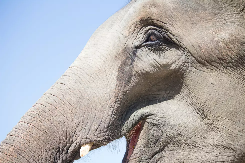 Top New York Court Rules That Elephant Is Indeed Not A Person