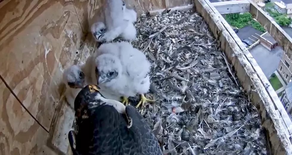 Volunteer To Keep Your Eyes On Utica's Falcons