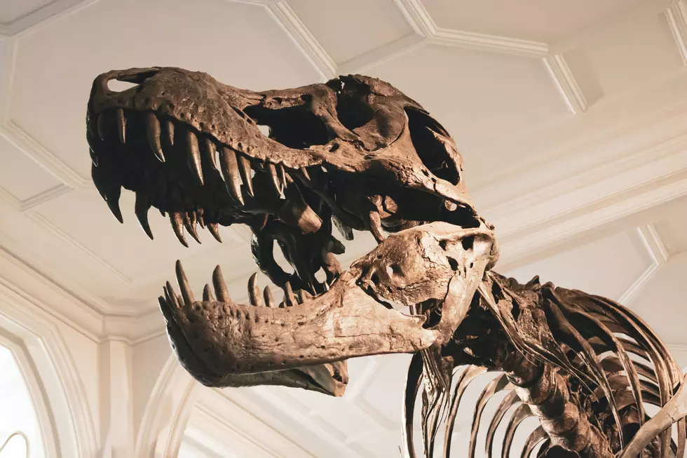 Enjoy A Jurassic Sized Experience At Upstate NY's Dino Zone