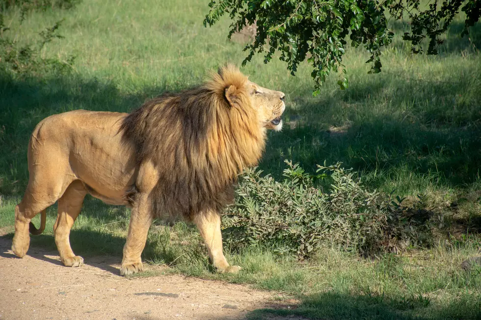 Have Family Fun At No Cost At This Central NY Zoo