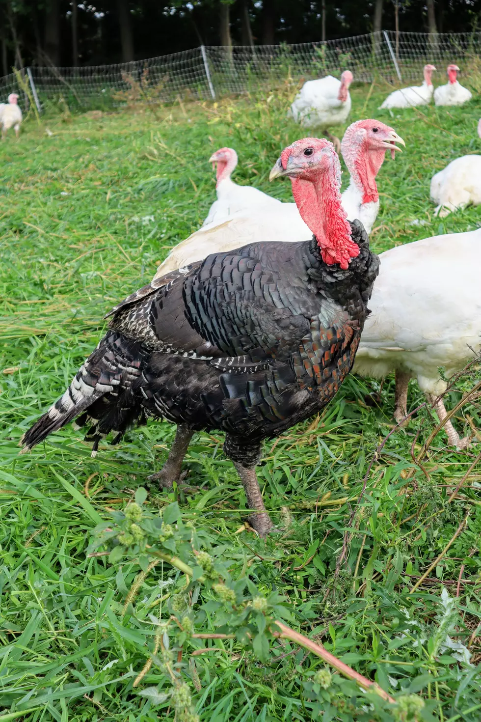 Fresh Turkey Wings – Darrow Green Farm