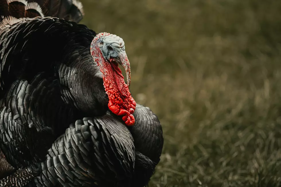 19 Upstate New York Farms To Buy Fresh Turkeys For Thanksgiving