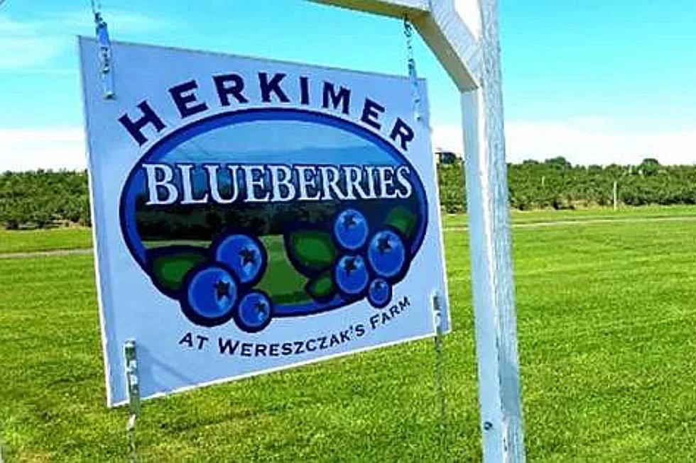 Enjoy The Fruit Of Your Labor, Buy This Upstate New York Blueberry Farm