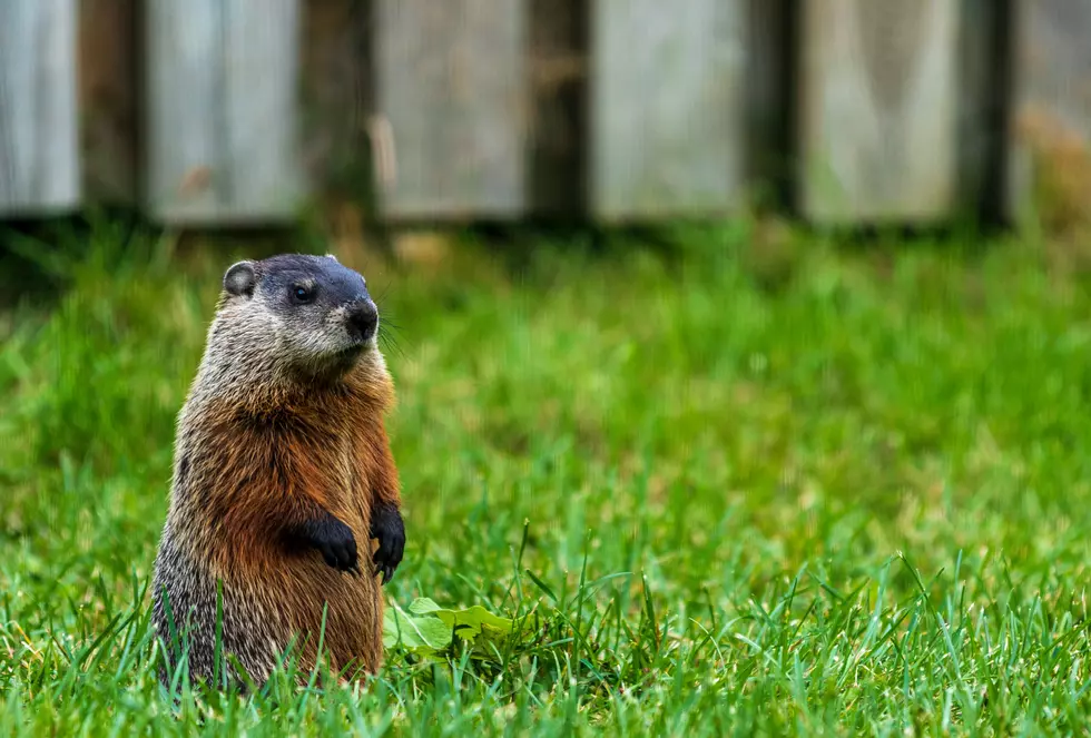 Here&#8217;s Where To Buy Delicious Groundhog Meat In New York State