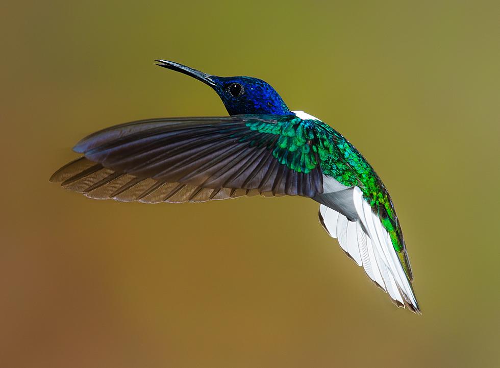 Love Hummingbirds? Here&#8217;s When They&#8217;ll Be Back Upstate New York