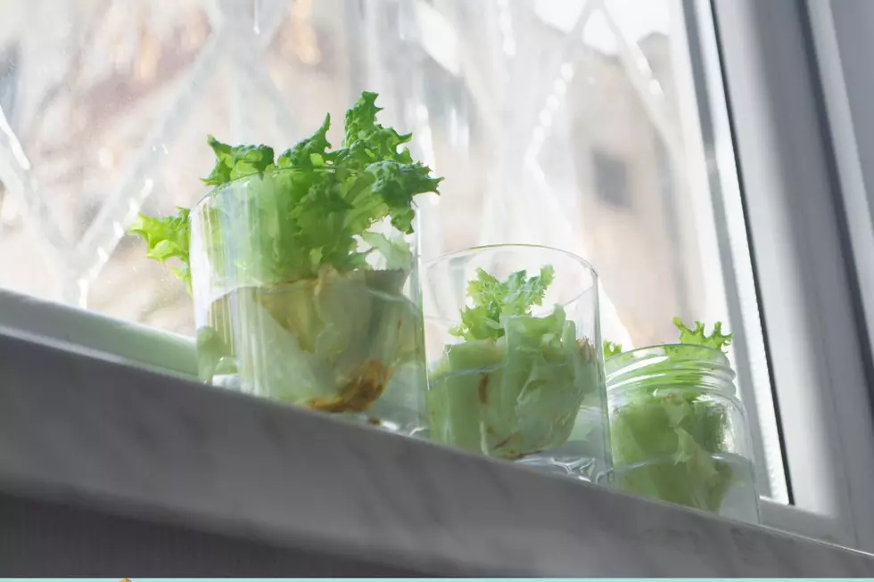 re-grown lettuce canva