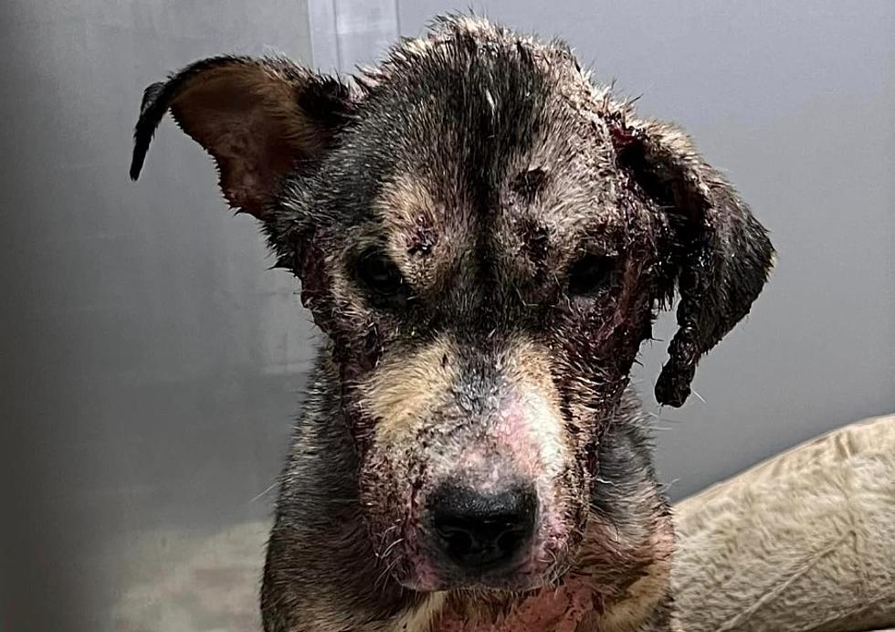 Please Help Donate To Angel The Dog In Upstate New York