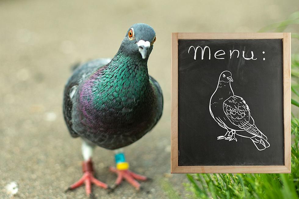 Fun Fact: Pigeon Used to Be 'What's for Dinner' in New York 