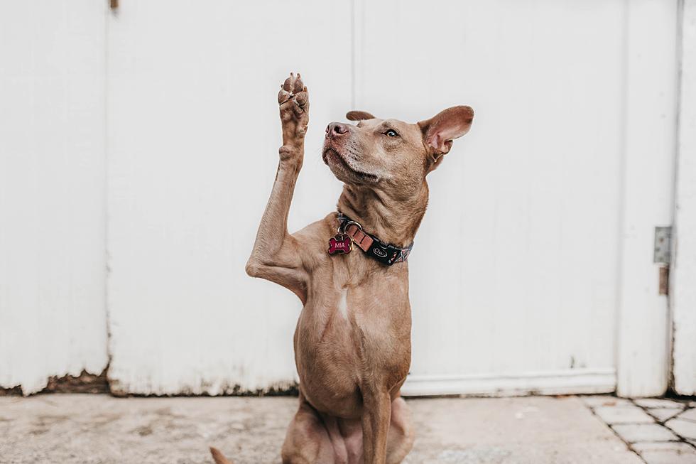 Upstate New York Pet Lovers Celebrate- Wiggle Waggle Walk-A-Thon Back