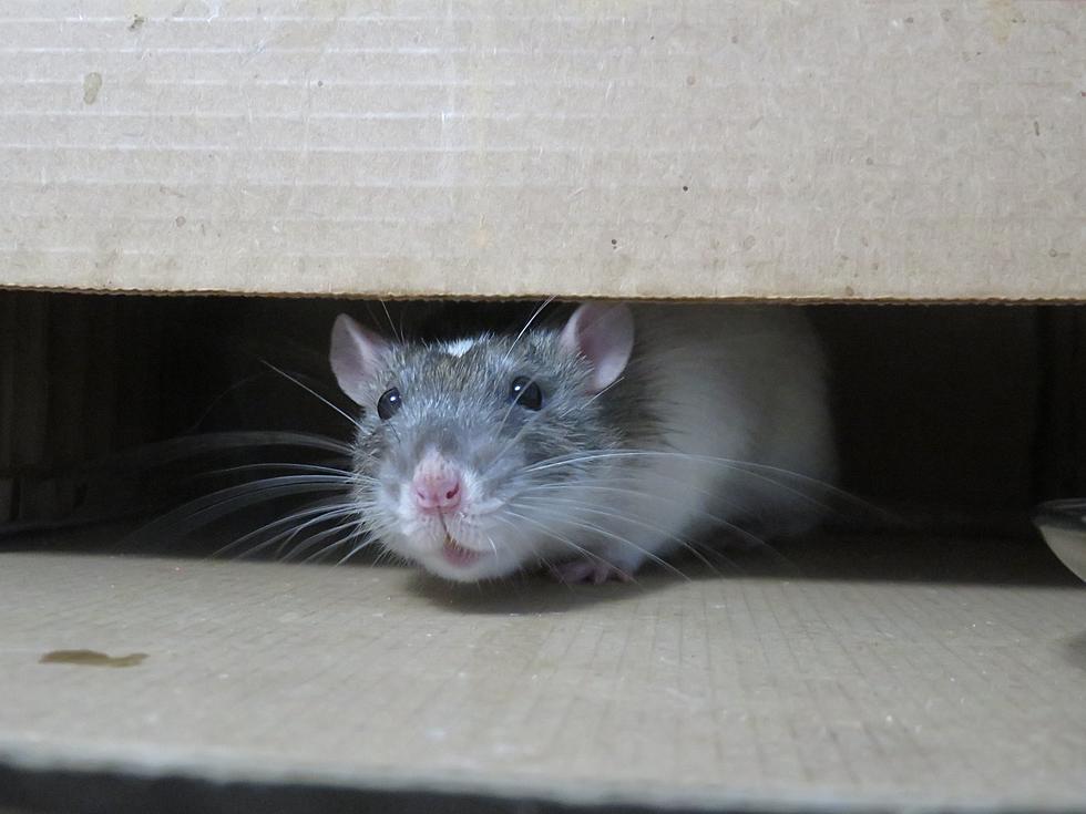 New York Has 4 Of The Top Rat Infested Cities In America