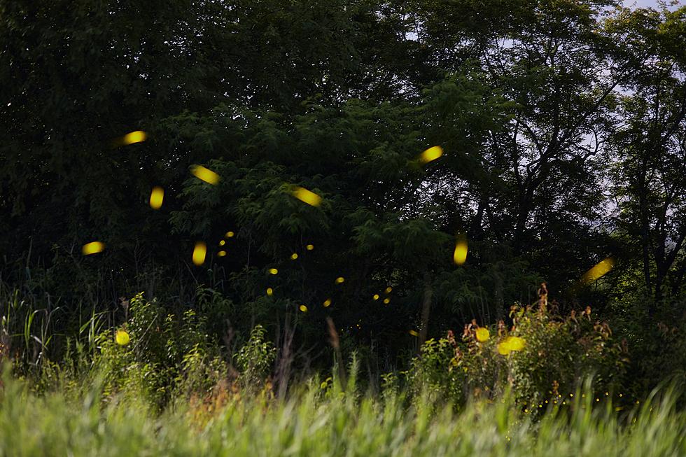 Are Summer Fireflies Endangered Of Dying Out All Across New York?