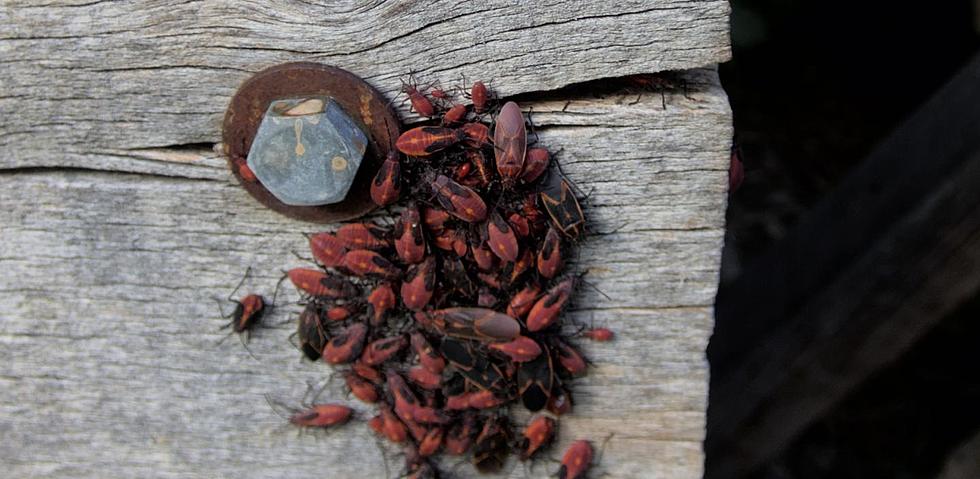 Popular Herb Can Keep Boxelder Bugs Away This Fall In New York