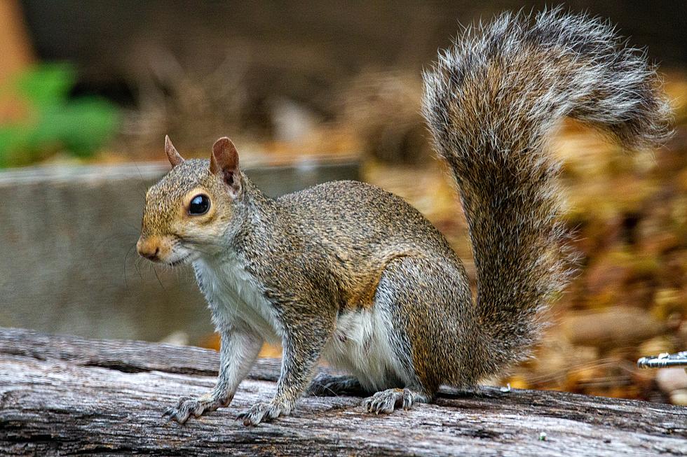Oddly New York Has One of the Lowest Squirrel-To-People Ratios