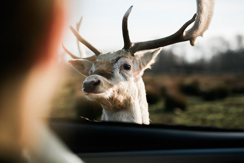 Is It Illegal To Flash Your Lights To Warn For Deer In Upstate New York?