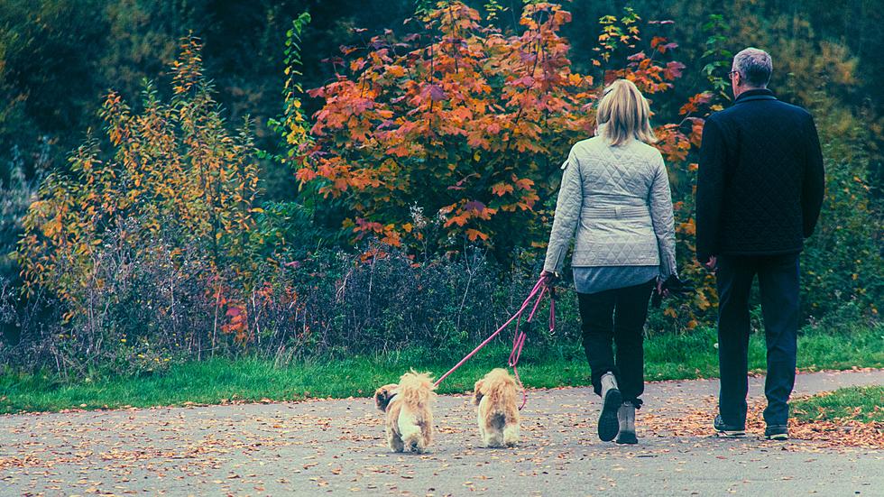 New York Shows Up 6 Times For 2024’s Best Cities To Walk Your Dog