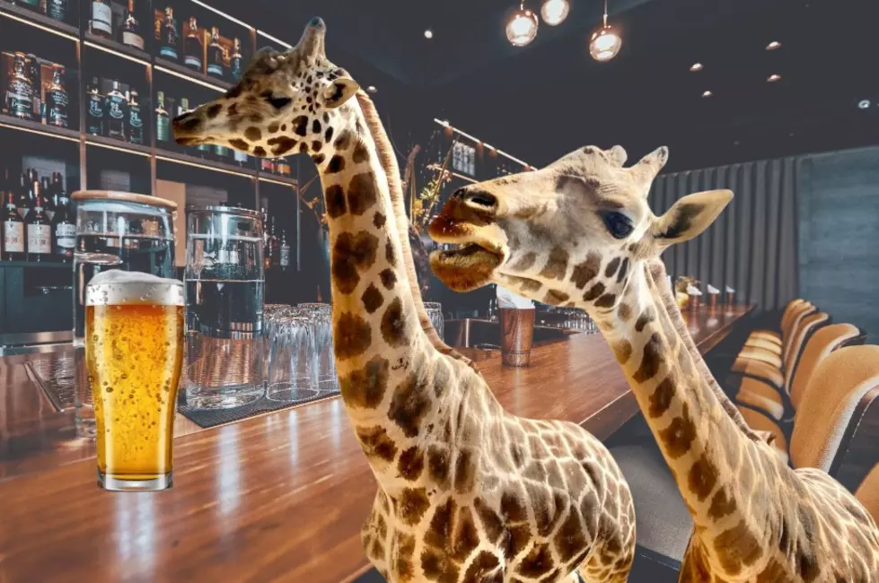 Brew-tiful Evening- Drafts With Giraffes Returns To Central New York
