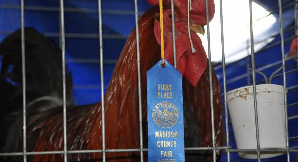 A New Chapter For The Madison County Fair 2024