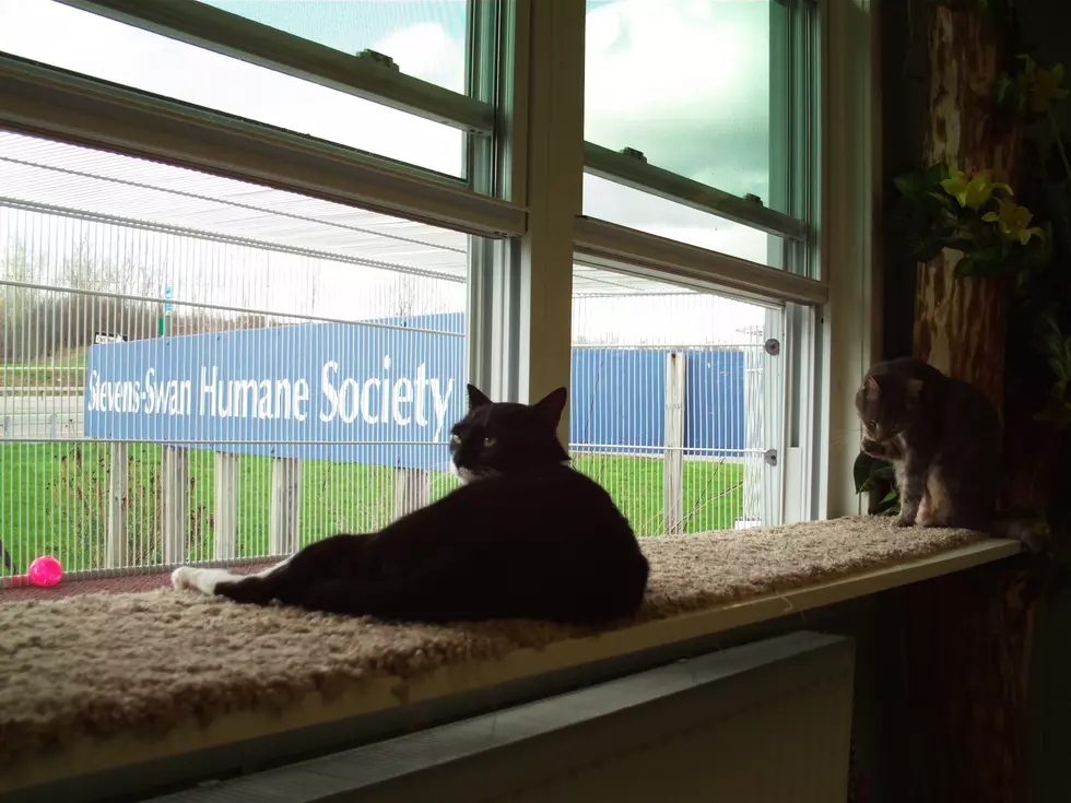 SSHS Gets New Cat Home Thanks To Local Company