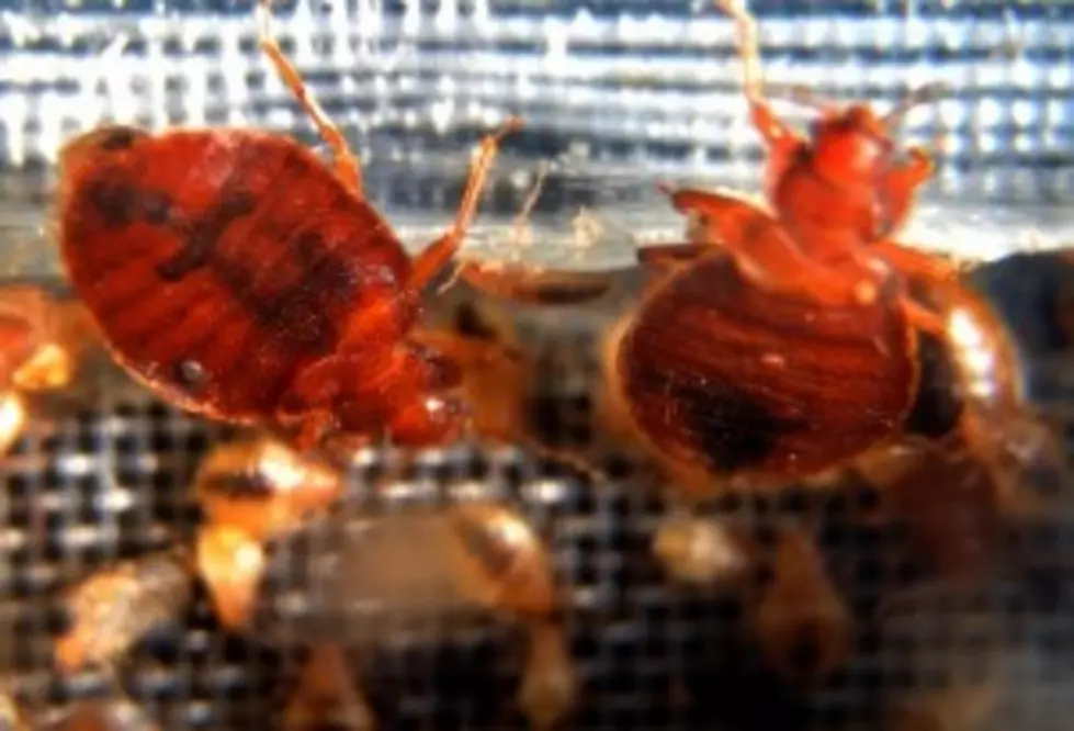 Heat and K-9s, A New Method To Fight Bed Bugs