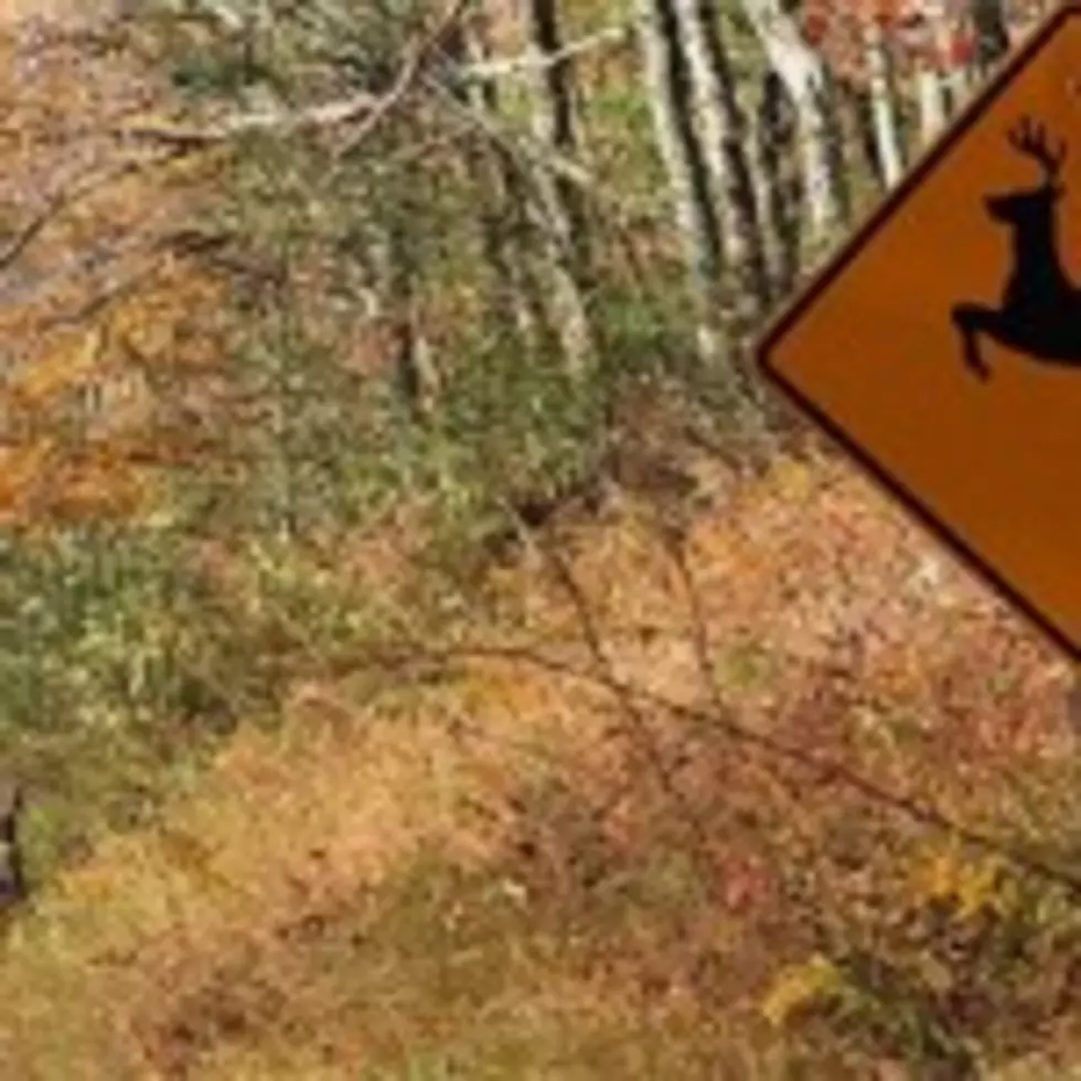 Be Aware Of Deer On The State Thruway
