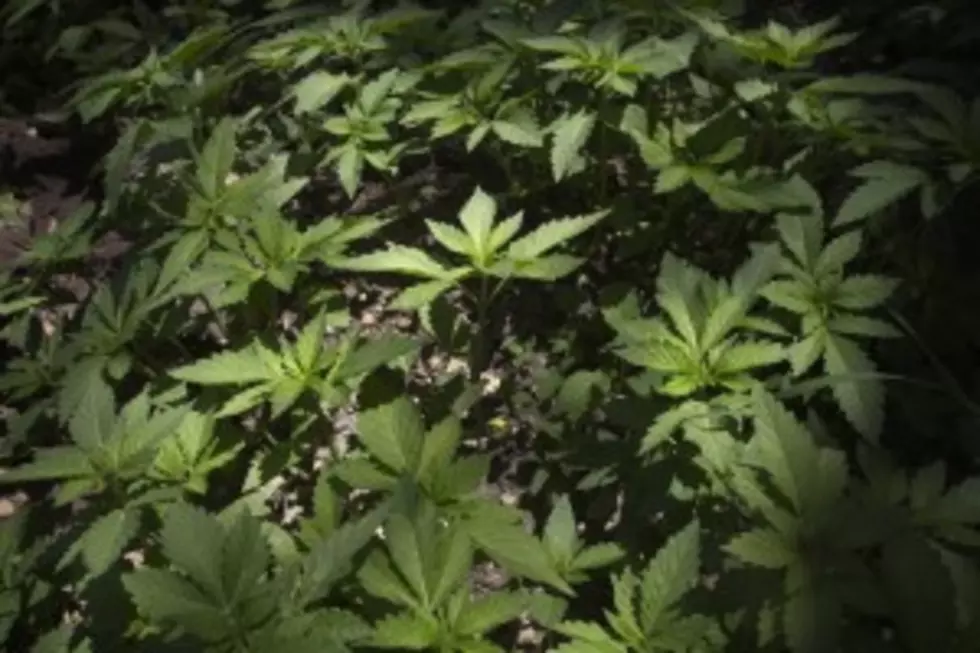 Herkimer County Man Arrested For Massive Marijuana Grow Operation