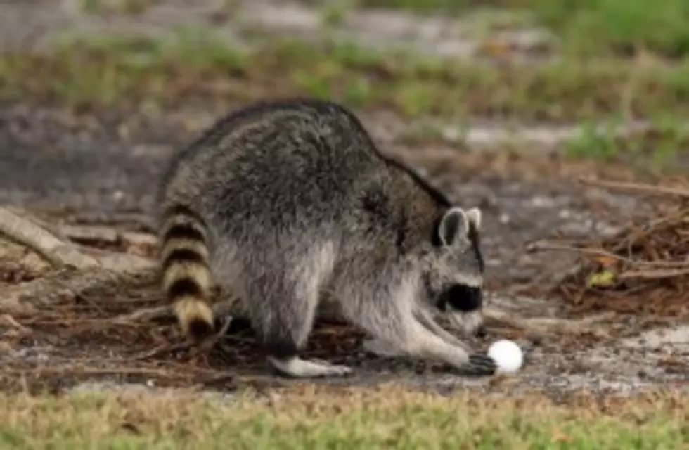 First Oneida County Rabies Case