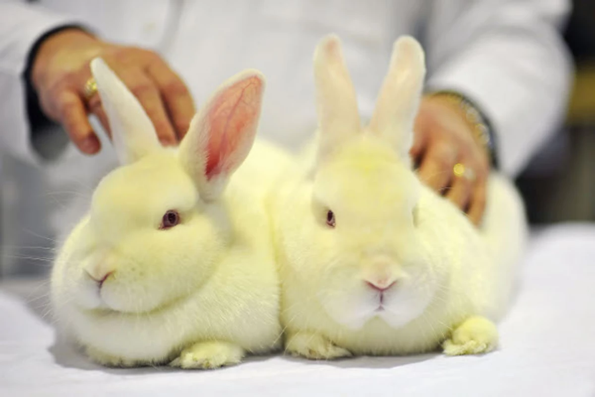 cute easter bunnies