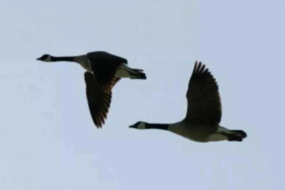 DEC Offers Options To Control Canada Geese