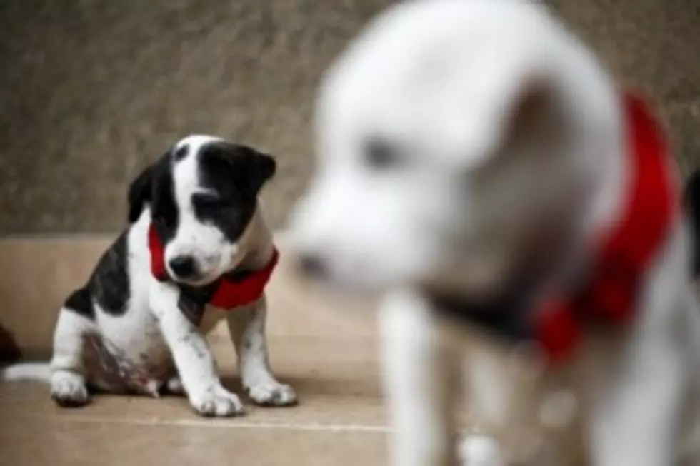 Oneida County Health Dept. Offering Rabies Clinic